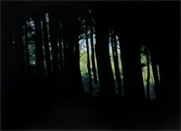 Thumb of Dark Woods 1
