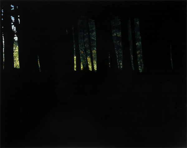 Picture of Dark Woods 2