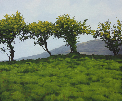 Picture of a Thorn Bush Hedge