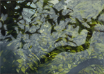 thumbnail of shadows on a window at Kew