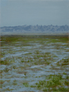 thumbnail of an egret on the somerset levels